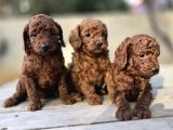 Son Iki Dişi Poodle Kore Bebekler