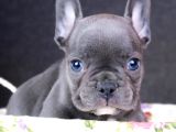 Mükemmel anatomi french buldog bebekler