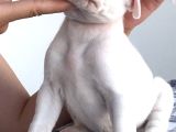 Beyaz Melek Dogo Argentino