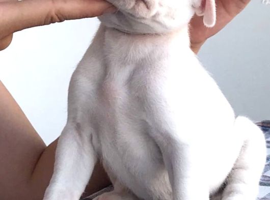 Beyaz Melek Dogo Argentino görsel