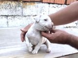 Beyaz Melek Dogo Argentino