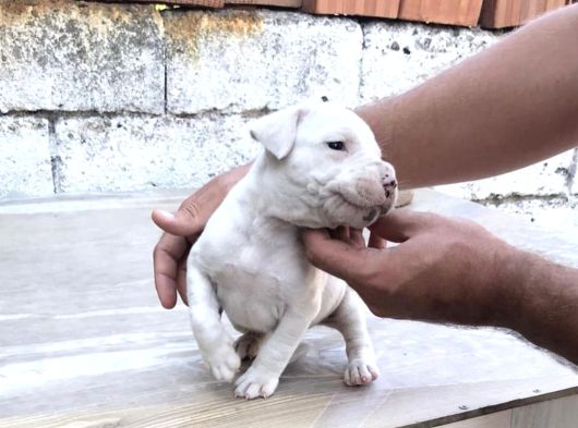 Beyaz Melek Dogo Argentino görsel