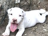 Beyaz melek dogo argentino