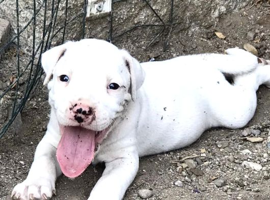 Beyaz Melek Dogo Argentino