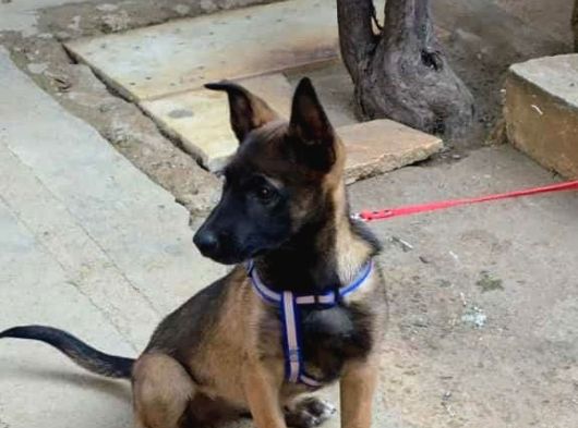 Scr Li Scr Siz Muhteşem Irk görsel