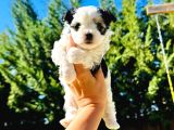 Petmode Köpek Çifrtliğinden Tea Cup Morkie Yavrular
