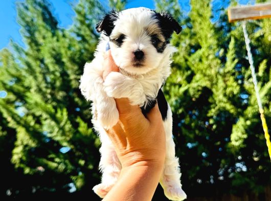 Petmode Köpek Çifrtliğinden Tea Cup Morkie Yavrular görsel