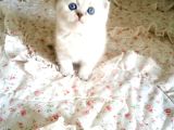 Safkan scottish fold lynkspoint dişi