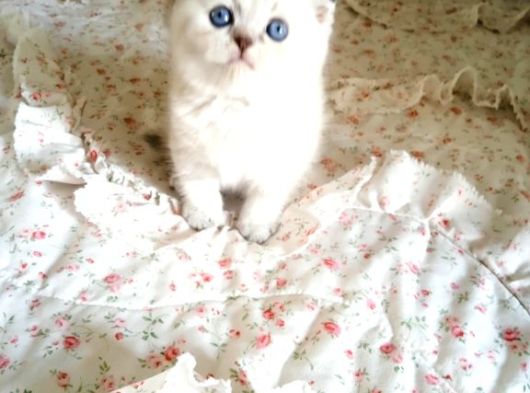 Safkan Scottish Fold Lynkspoint Dişi