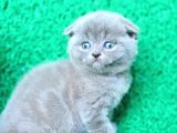 Mükemmel Gri Scottish Fold Shorthair