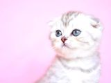 Asil Soydan NS24 Scottish Fold Shorthair