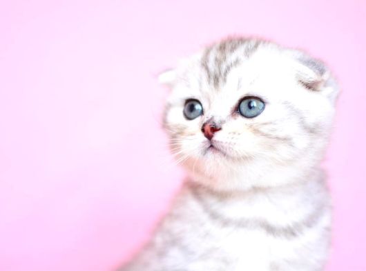 Asil Soydan Ns24 Scottish Fold Shorthair