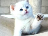Bembeyaz Top Kafa Yavrumuz Ns1133 British Shorthair