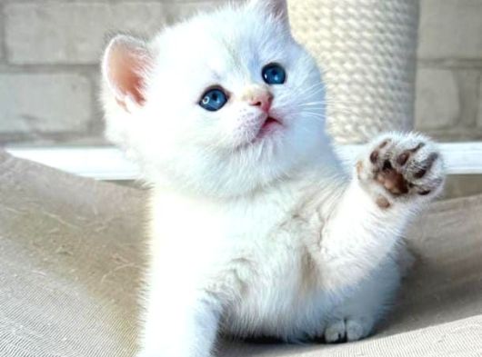 Bembeyaz Top Kafa Yavrumuz Ns1133 British Shorthair görsel