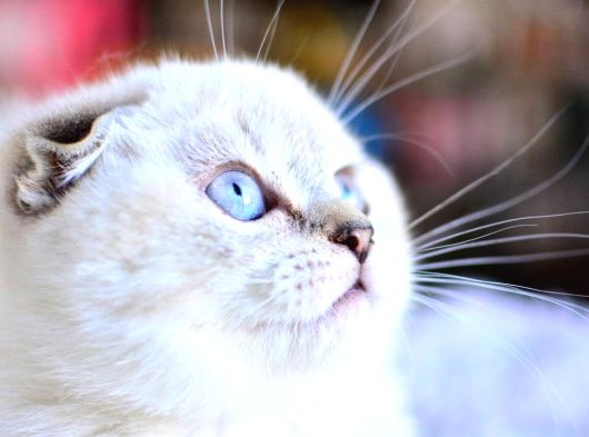 Top Kafa Silver Ns1133 Scottish Fold Shorthair görsel