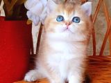 Dünya Harikası Golden Ny12 British Shorthair
