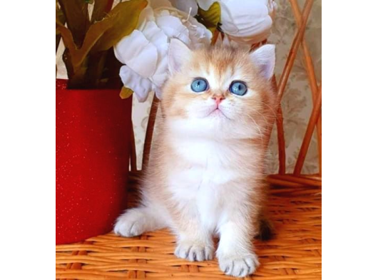 Dünya Harikası Golden Ny12 British Shorthair görsel