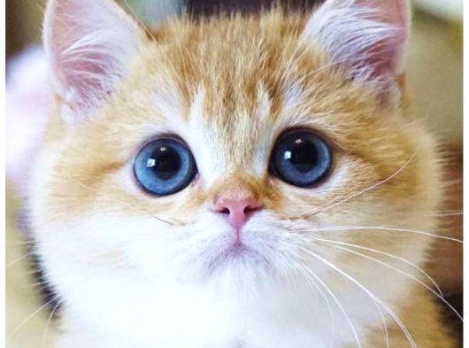 Emsalsiz Güzellikte Golden Ny11 British Shorthair görsel