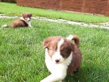 Border Collie Yavruları Istanbul