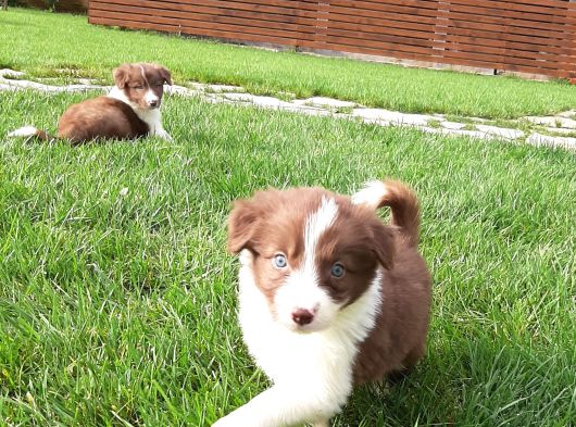Border Collie Yavruları Istanbul