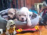 Son dişi yavru güç sevenlere american buldog yavrularımız