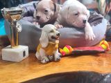 Son Dişi Yavru Güç Sevenlere American Buldog Yavrularımız