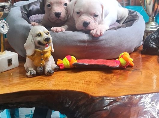 Son Dişi Yavru Güç Sevenlere American Buldog Yavrularımız görsel