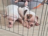 Son Dişi Yavru Güç Sevenlere American Buldog Yavrularımız