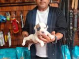 Son Dişi Yavru Güç Sevenlere American Buldog Yavrularımız