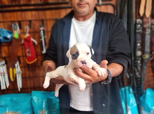 Son Dişi Yavru Güç Sevenlere American Buldog Yavrularımız görsel