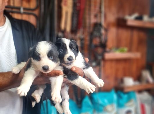 Üst Düzey Border Collie Bebekler Için Acele Edin