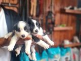 Üst Düzey Border Collie Bebekler Için Acele Edin