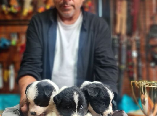 Üst Düzey Border Collie Bebekler Için Acele Edin görsel