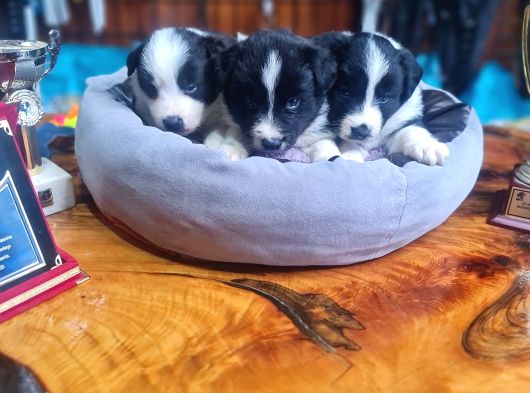 Üst Düzey Border Collie Bebekler Için Acele Edin görsel