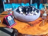 Üst Düzey Border Collie Bebekler Için Acele Edin