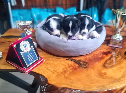 Üst Düzey Border Collie Bebekler Için Acele Edin görsel