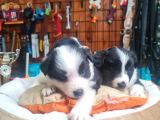Üst Düzey Border Collie Bebekler Için Acele Edin