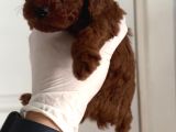 Teacup Poodle Yavrular