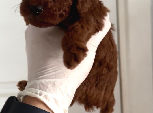 Teacup Poodle Yavrular görsel