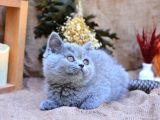 Tontiş Yanaklı Gri British Shorthair