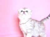 Asil Soydan Ns24 Scottish Fold Shorthair