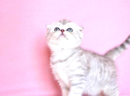 Asil Soydan Ns24 Scottish Fold Shorthair görsel