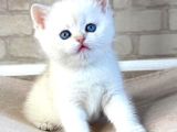 Bembeyaz Top Kafa Yavrumuz Ns1133 British Shorthair