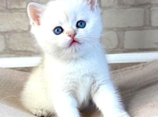 Bembeyaz Top Kafa Yavrumuz Ns1133 British Shorthair görsel