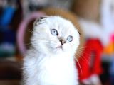 Top Kafa Silver NS1133 Scottish Fold shorthair