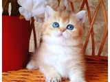 Dünya Harikası Golden Ny12 British Shorthair