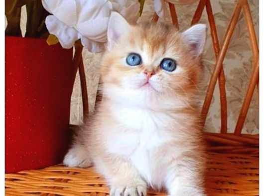 Dünya Harikası Golden Ny12 British Shorthair görsel