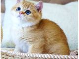 Emsalsiz Güzellikte Golden Ny11 British Shorthair