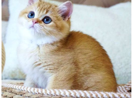Emsalsiz Güzellikte Golden Ny11 British Shorthair görsel
