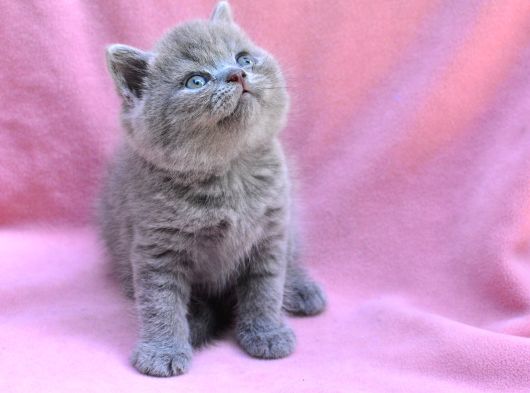 Ayı Surat Gri British Shorthair görsel